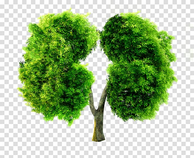 China Lung Pneumoconiosis, Green lung shape trees transparent background PNG clipart