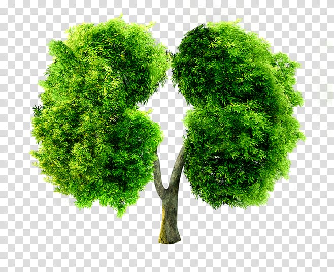 Free download | China Lung Pneumoconiosis, Green lung shape trees