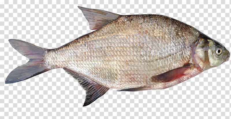 Common bream Fish products Tilapia, fish transparent background PNG clipart