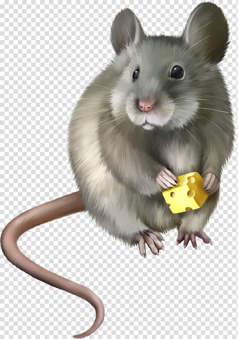 Rat House mouse Computer mouse , mouse, rat transparent background PNG clipart
