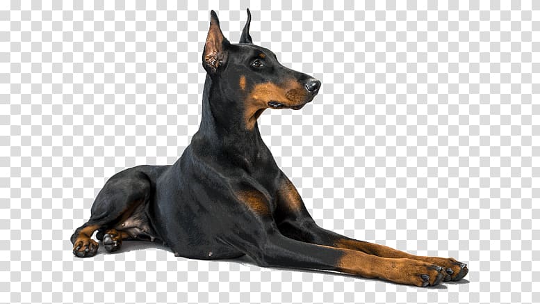 Dobermann Miniature Pinscher Rottweiler Manchester Terrier Newfoundland dog, Cat transparent background PNG clipart