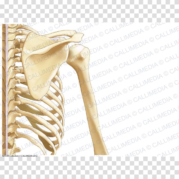 Human anatomy Shoulder Nervous system Bone, arm transparent background PNG clipart