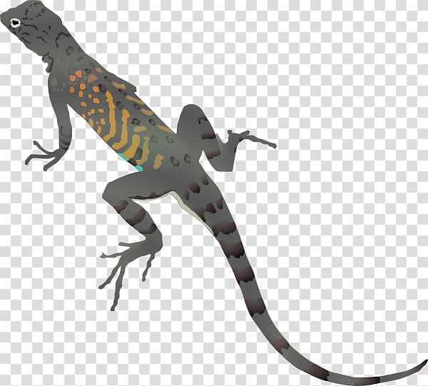 Desert horned lizard Texas horned lizard Common Iguanas , Lizard Cartoon transparent background PNG clipart