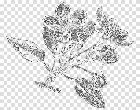 Essential oil Herb Frankincense Health, herb illustration transparent background PNG clipart