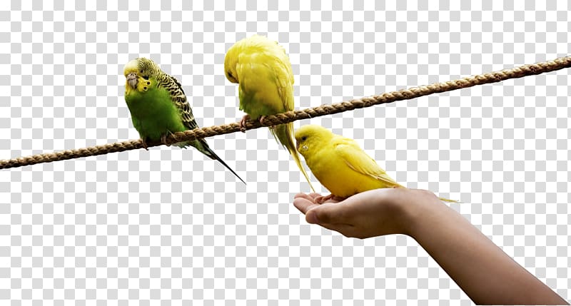 Lovebird Rope Yellow, A bird standing on a rope transparent background PNG clipart