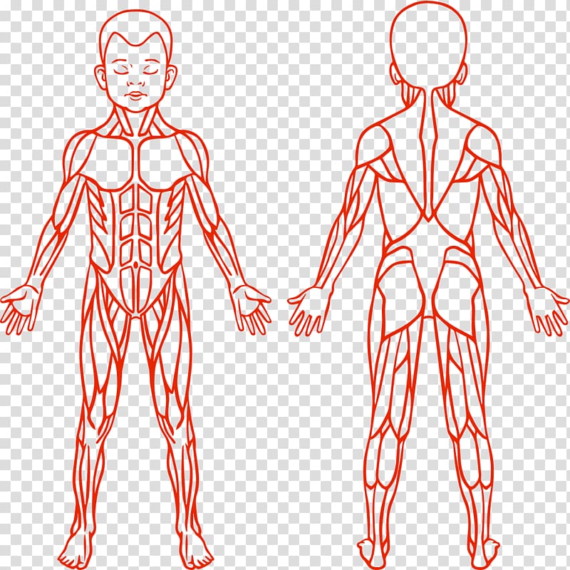 Anatomy Muscular system Human body Muscle, Muscle children transparent background PNG clipart