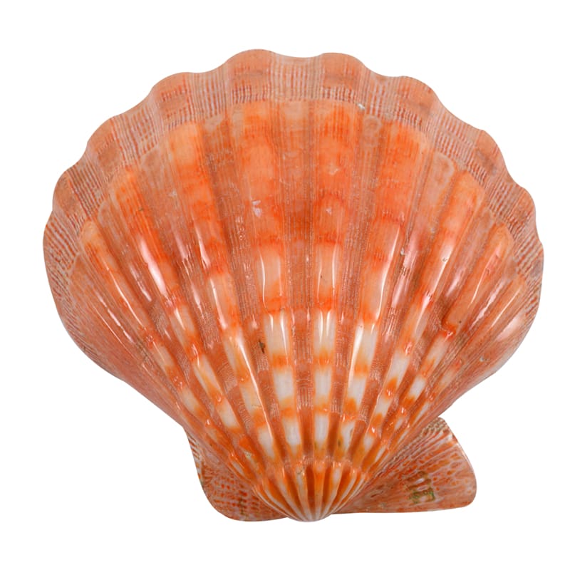 Great scallop Clam Oyster Cockle Mussel, Shell transparent background PNG clipart