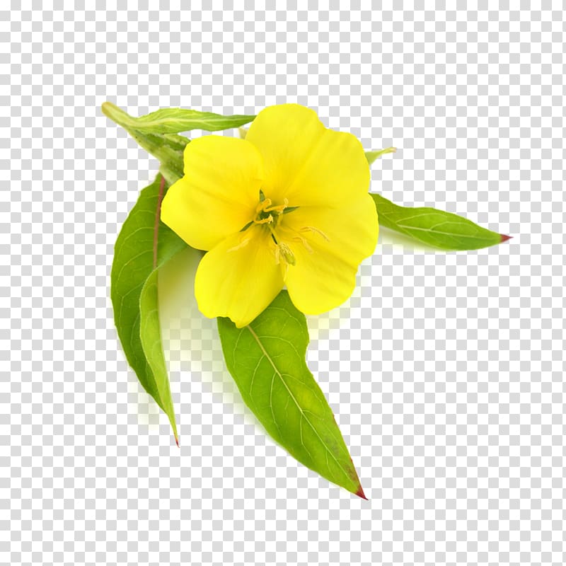 yellow and green petaled flower , Common evening-primrose Carrier oil Borage seed oil, primrose transparent background PNG clipart