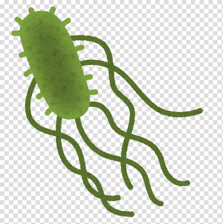 Food poisoning Salmonella Infection Campylobacteriosis Escherichia coli O157:H7, others transparent background PNG clipart