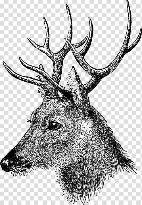 Drawing Elk Mixed media Deer, deer transparent background PNG clipart