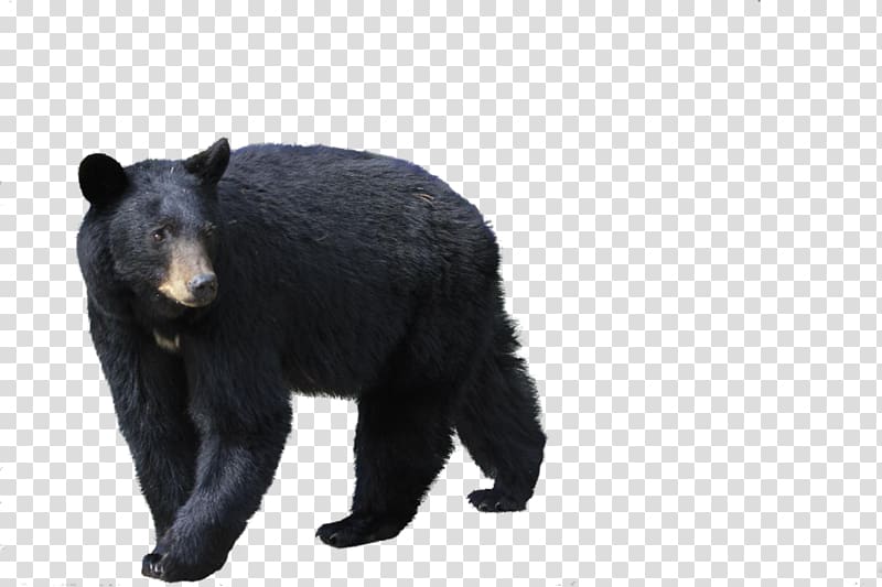 Brown bear Polar bear Florida black bear, black bear transparent background PNG clipart