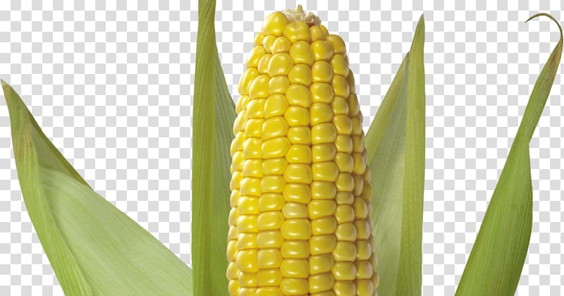 Corn on the cob Sweet corn Flint corn , popcorn transparent background PNG clipart