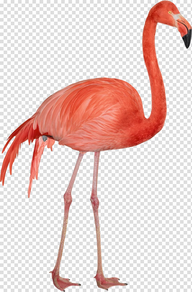 Flamingo transparent background PNG clipart