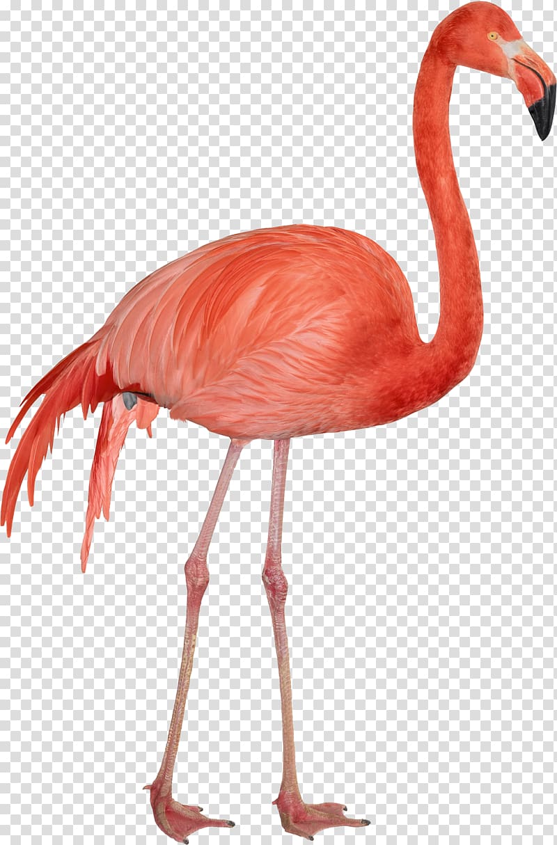 pink flamingo , Computer file, Flamingo transparent background PNG clipart