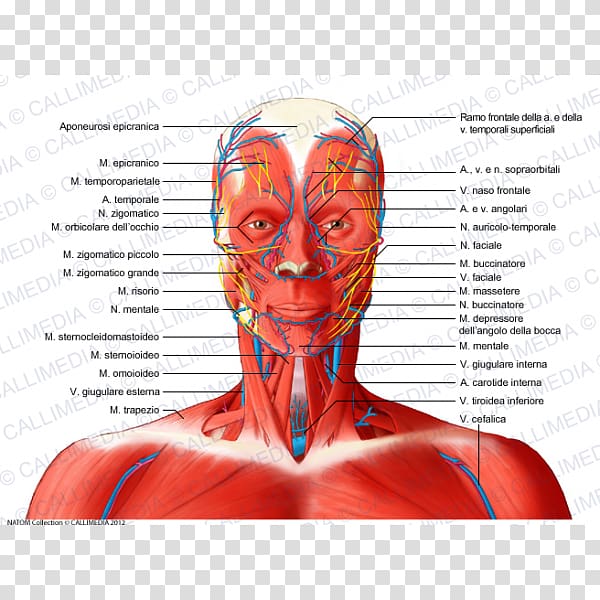 Anterior triangle of the neck Head and neck anatomy Posterior triangle of the neck Muscle, others transparent background PNG clipart