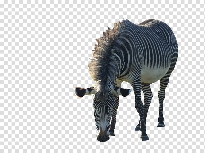 Quagga Zebra Mane Animal Neck, zebra transparent background PNG clipart