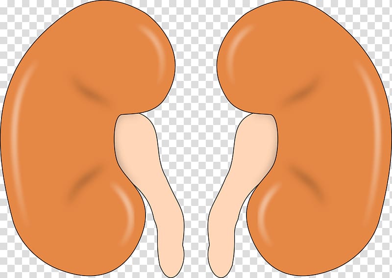 Kidney Organ , kidney transparent background PNG clipart