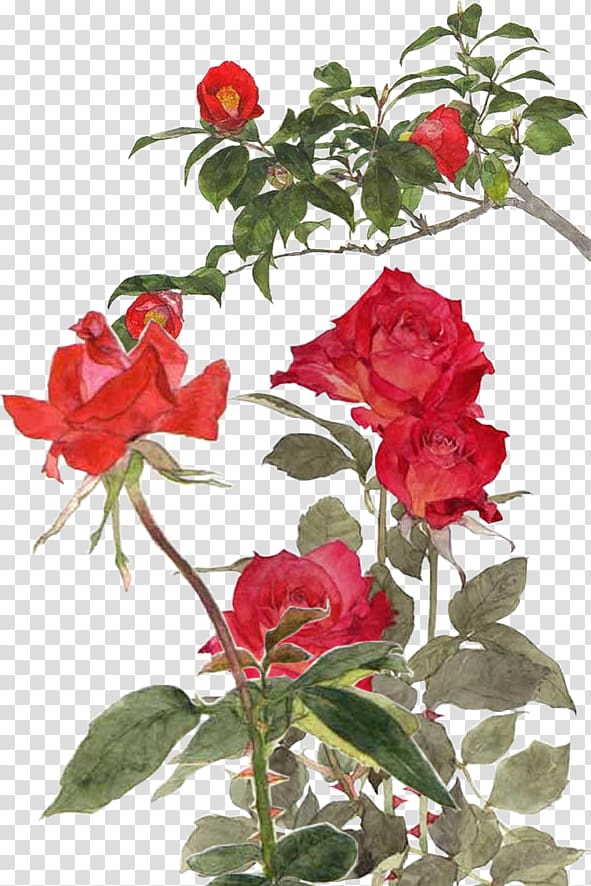 Garden roses Centifolia roses Rosa chinensis Memorial rose Beach rose, rose transparent background PNG clipart