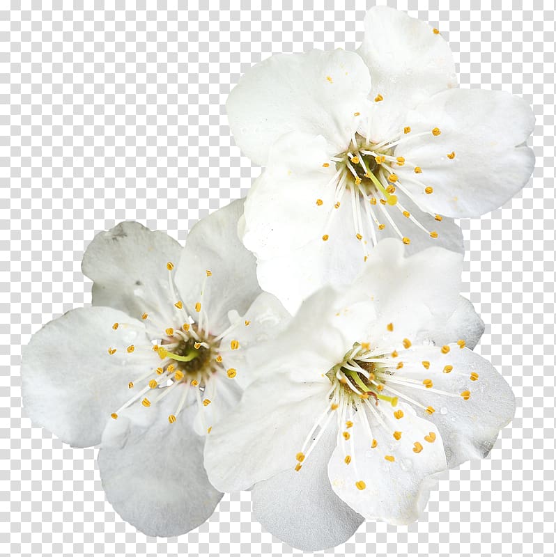 Flower Blossom Color , flower transparent background PNG clipart