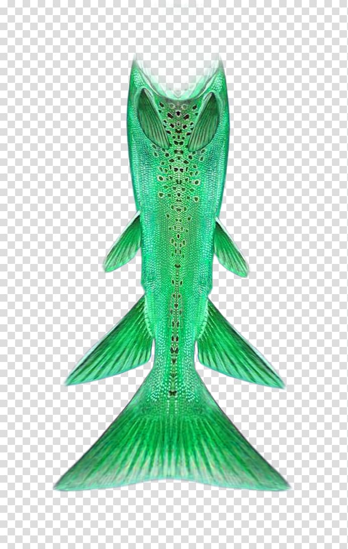 Mermaid Tail Green, Creative beautiful green mermaid tail transparent background PNG clipart