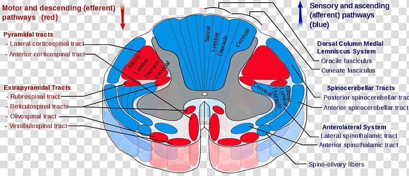 Spinal cord Spinothalamic tract Pyramidal tracts Spinocerebellar tract Spinal nerve, cerebral thrombosis transparent background PNG clipart