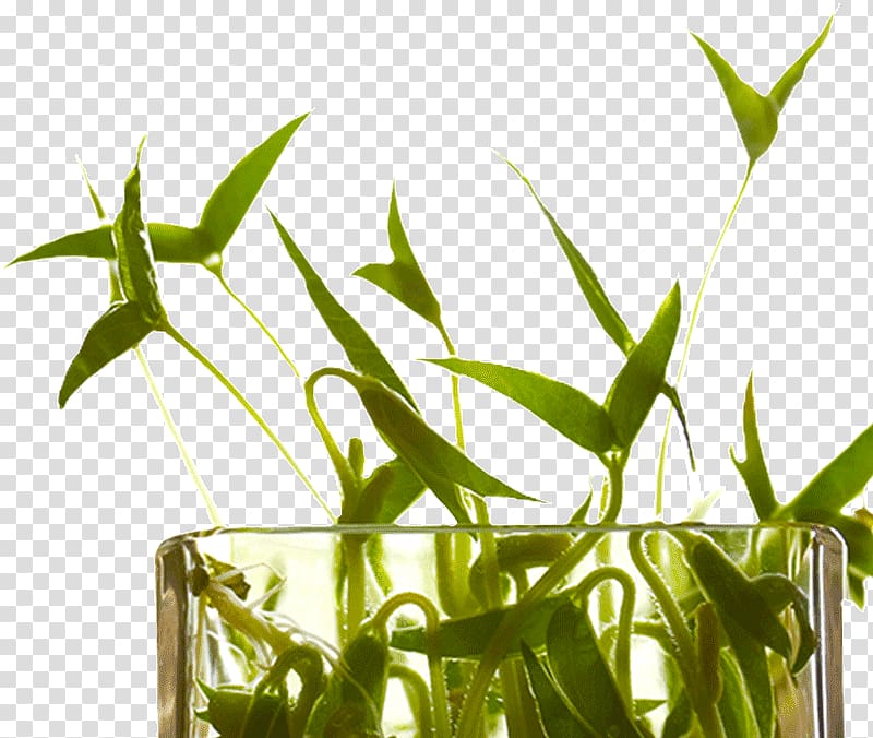Ginisang monggo Mung bean Plant stem Tropical woody bamboos, plant transparent background PNG clipart