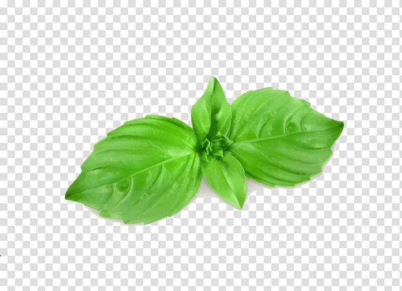 green plant leaf, Basil Mint Illustration, Cartoon mint leaves transparent background PNG clipart