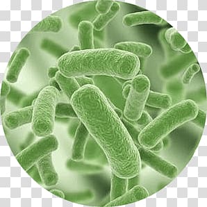 Bacteria transparent background PNG clipart