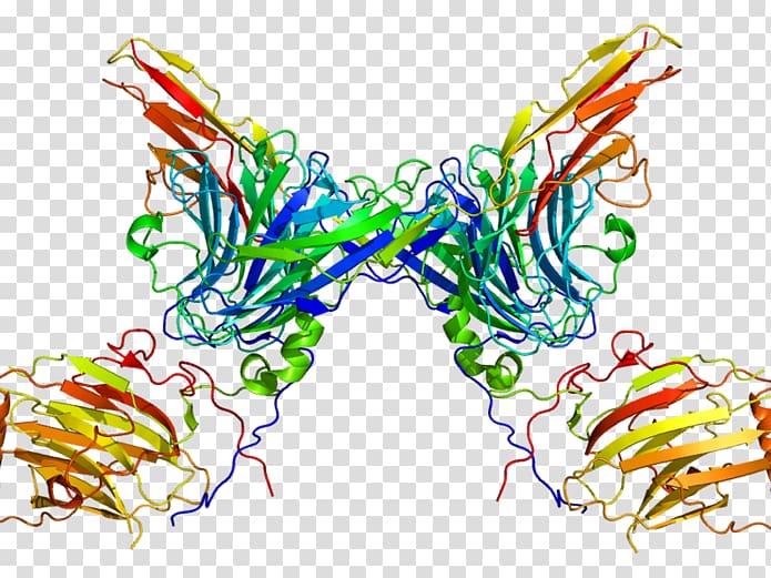 AXL receptor tyrosine kinase Protein kinase, Enantiornithes transparent background PNG clipart