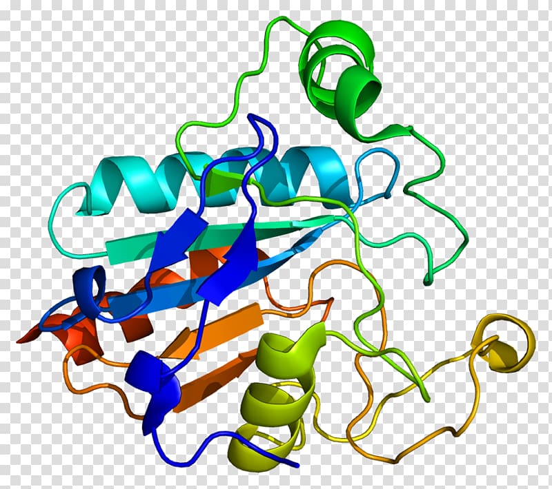 Glutathione peroxidase GPX2 Horseradish peroxidase, others transparent background PNG clipart