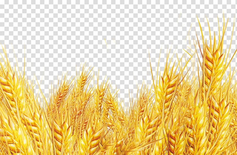 golden wheat oat wheat transparent background PNG clipart