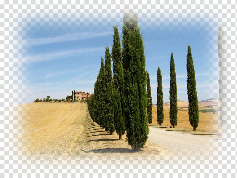Mediterranean cypress Tuscany Evergreen Tree Conifers, tree transparent background PNG clipart