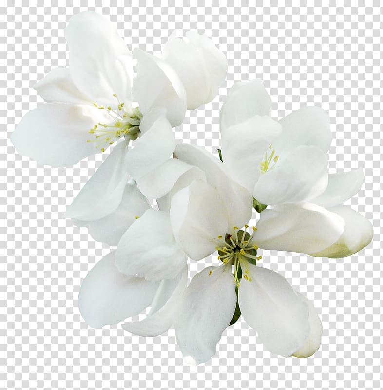 Khabez Blossom Fruit tree Spring, flower transparent background PNG clipart