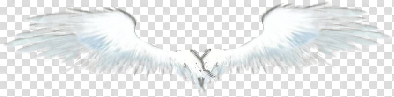 Angel Feather Neck Font, Eagle wings transparent background PNG clipart