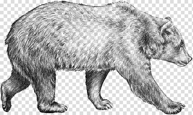 black bear art, Brown bear Drawing Grizzly bear Sketch, bear transparent background PNG clipart