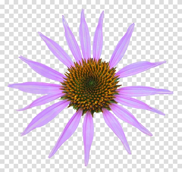 Coneflower Daisy family , echinacea transparent background PNG clipart