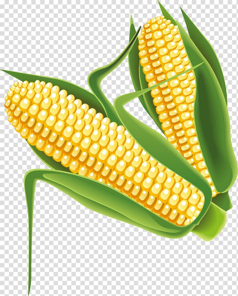 yellow corn art, Maize, Corn transparent background PNG clipart