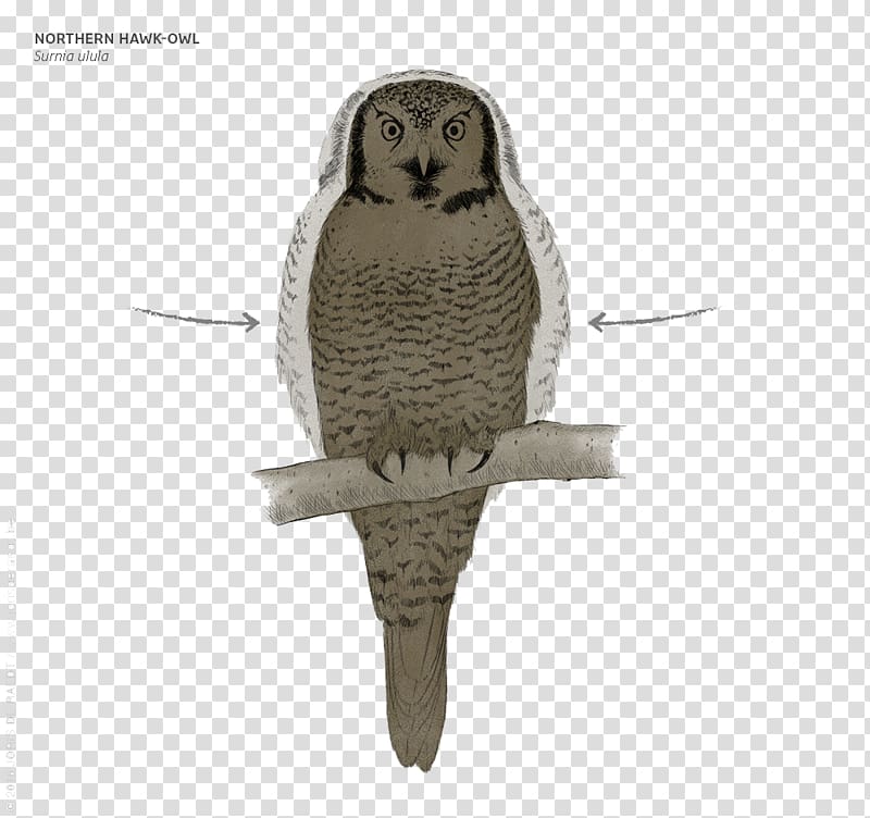 Great Grey Owl, Night in eagle feather transparent background PNG clipart