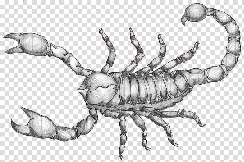 Scorpion Drawing Art Sketch, Scorpion Tattoo transparent background PNG clipart