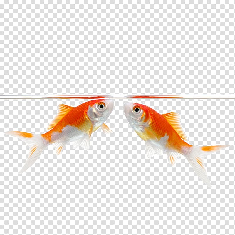 Carassius auratus Fish Illustration, A bunch of water kissing fish transparent background PNG clipart