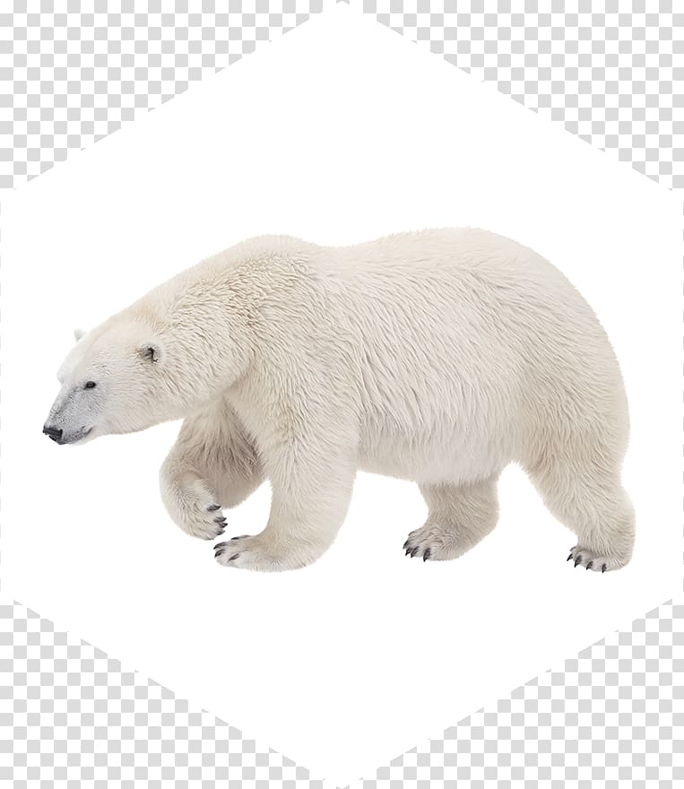 Polar bear American black bear Walrus Kodiak bear, polar bear transparent background PNG clipart