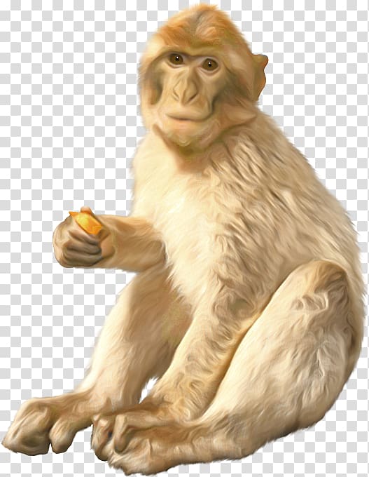 Macaque Orangutan Ape Monkey, An orangutan transparent background PNG clipart