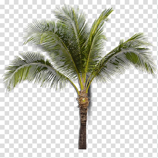 Asian palmyra palm Arecaceae Sabal Palm Date palm, date palm transparent background PNG clipart