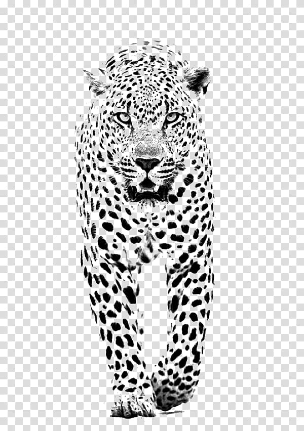 white feline illustration on black background, Leopard Jaguar Lion Tiger Black panther, Black and white cheetah transparent background PNG clipart