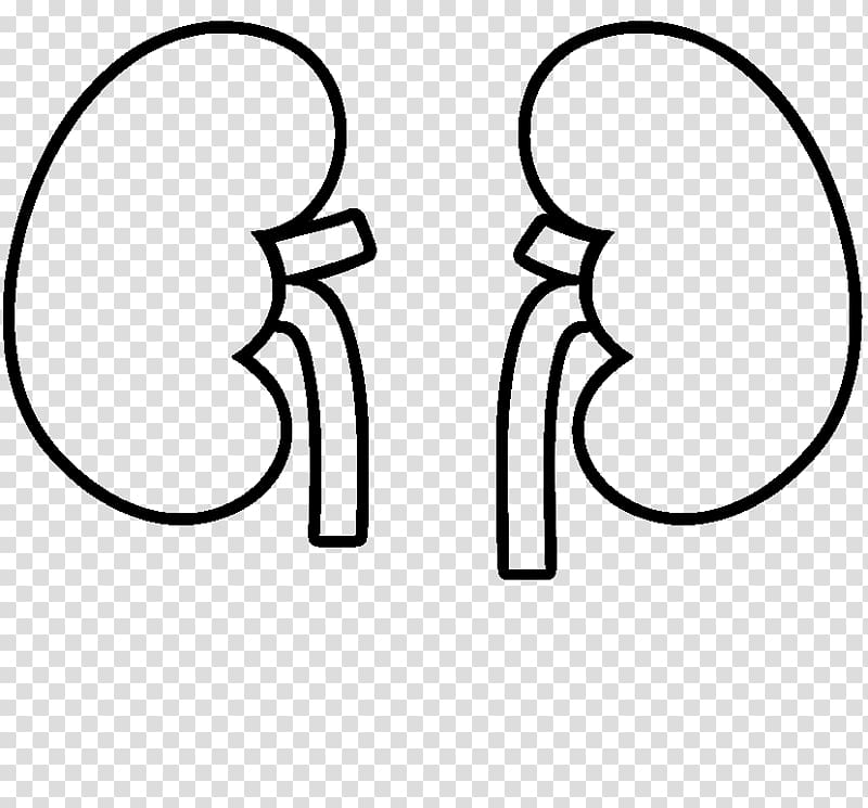 Kidney Drawing Homo sapiens Organ Human body, others transparent background PNG clipart