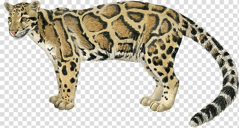 Leopard Jaguar Cheetah Ocelot Wildcat, leopard transparent background PNG clipart