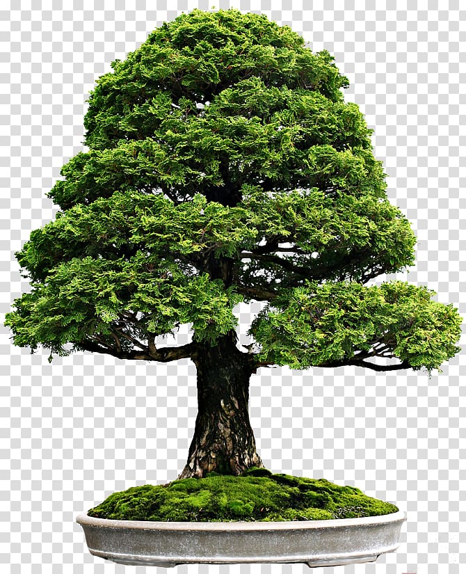 Indoor bonsai Bald cypress Tree, tree transparent background PNG clipart