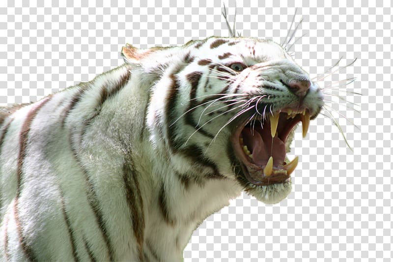 Singapore Zoo Siberian Tiger White tiger Lion, lion transparent background PNG clipart