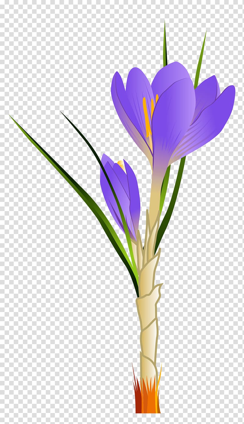 purple crocus illustration, Flower Crocus chrysanthus , Spring Crocus transparent background PNG clipart