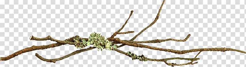Branch Tree Maple leaf Twig, eucalyptus transparent background PNG clipart